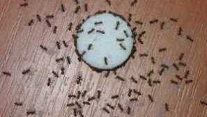 Как да се отървете от неродените гости домашно приготвени червени мравки